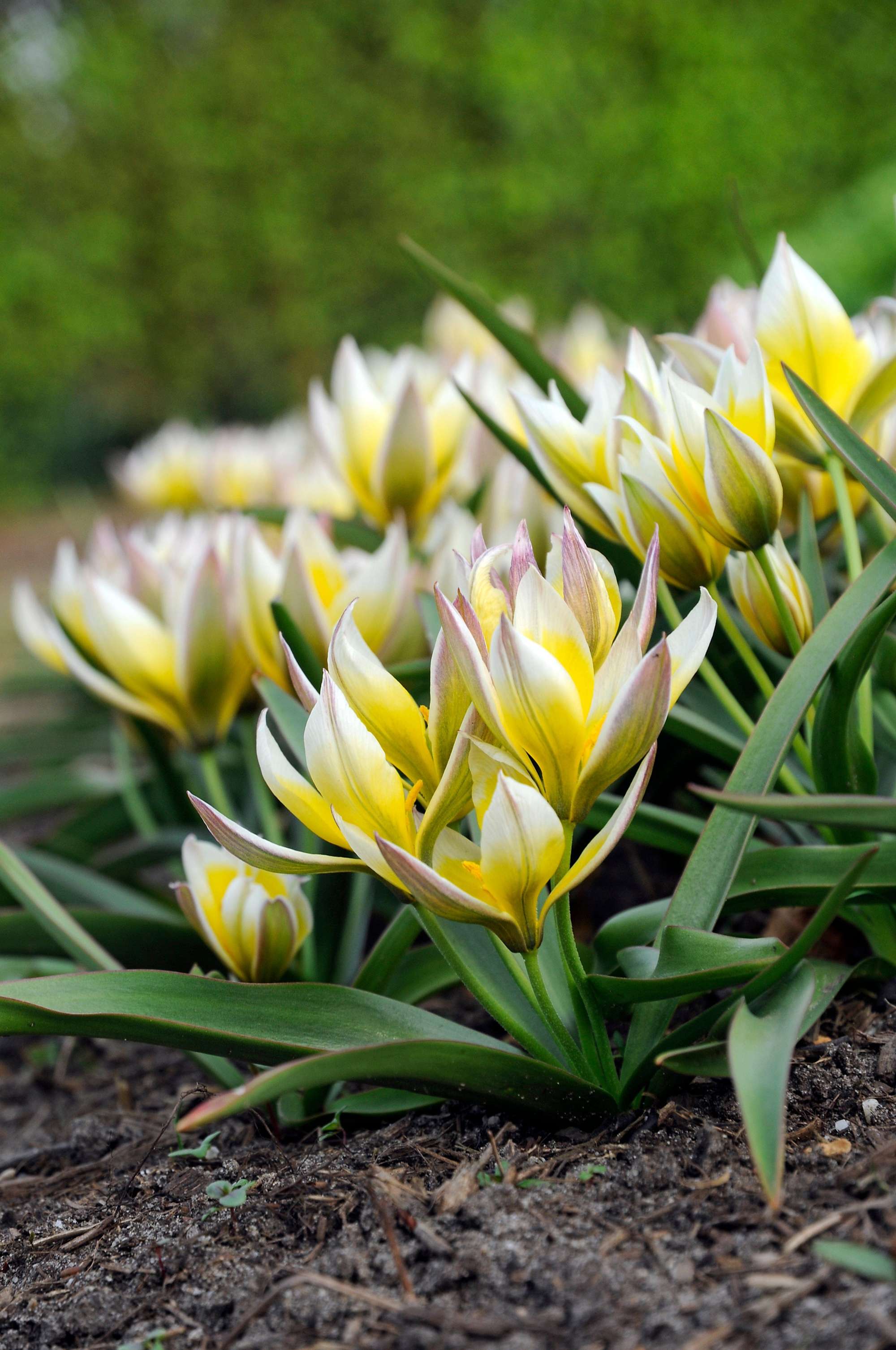 Tulpe 'Turkestanica'